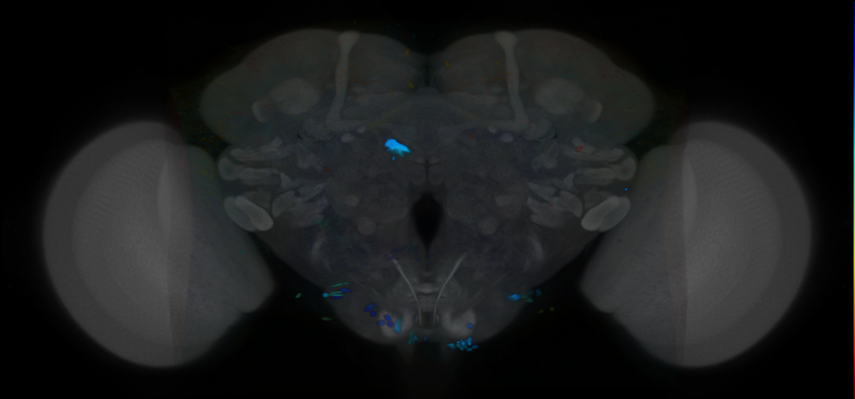 P{VT058931-GAL4} expression pattern