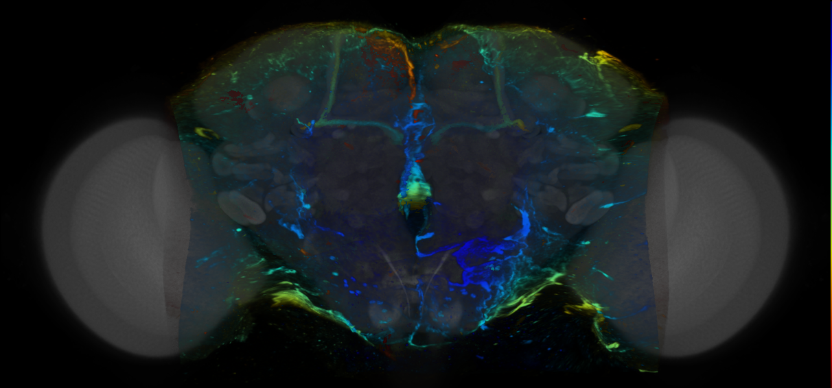 P{VT059007-GAL4} expression pattern