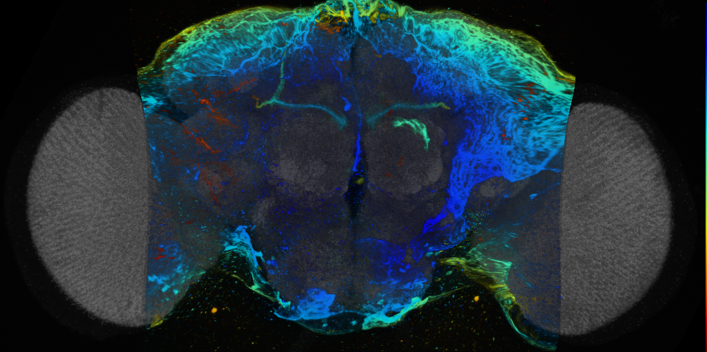 P{VT059007-GAL4} expression pattern