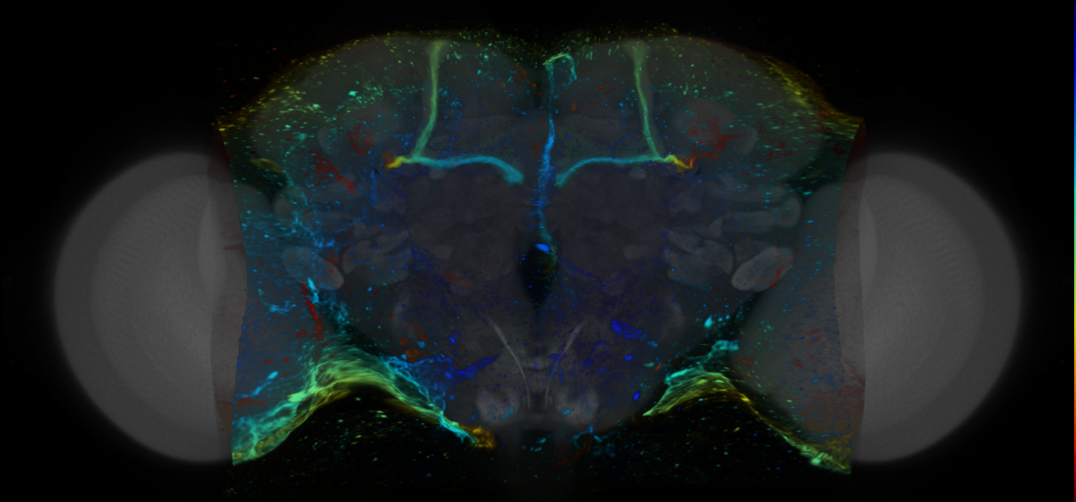P{VT059007-GAL4} expression pattern