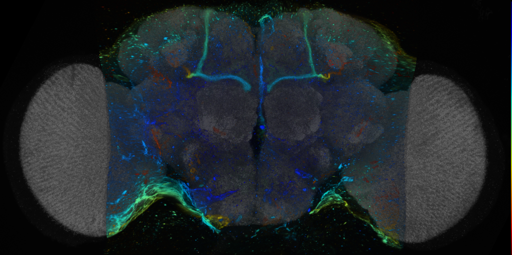 P{VT059007-GAL4} expression pattern