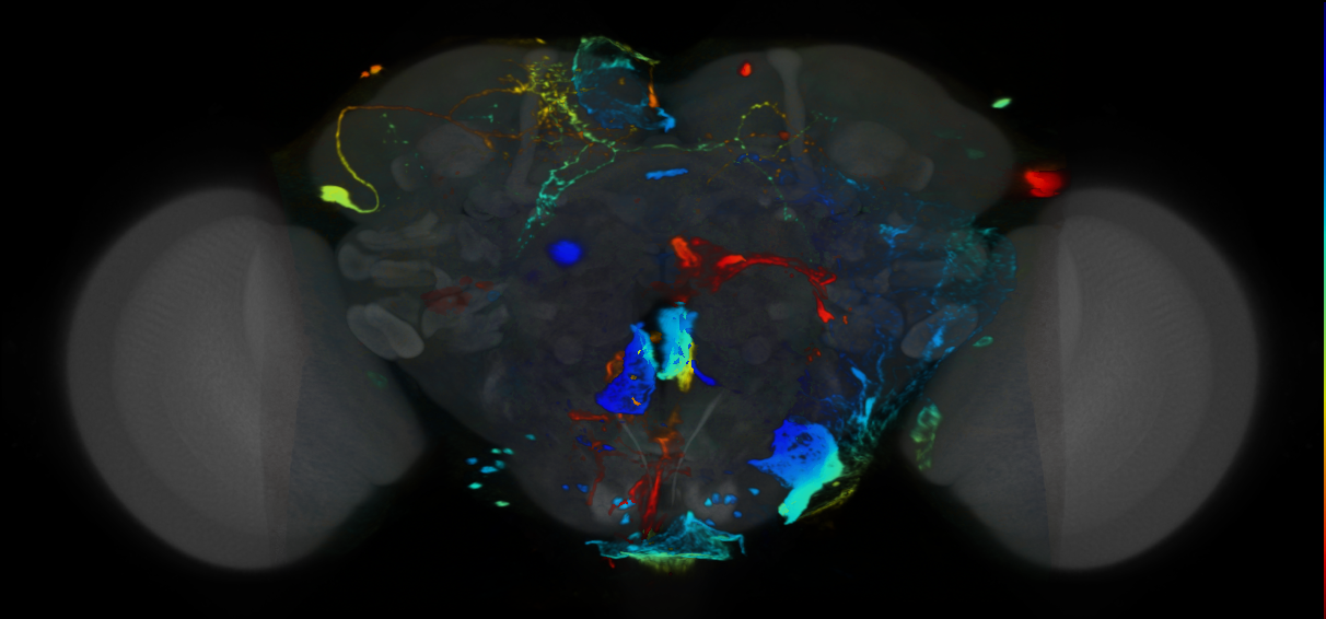 P{VT059188-GAL4} expression pattern