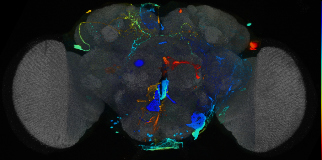P{VT059188-GAL4} expression pattern