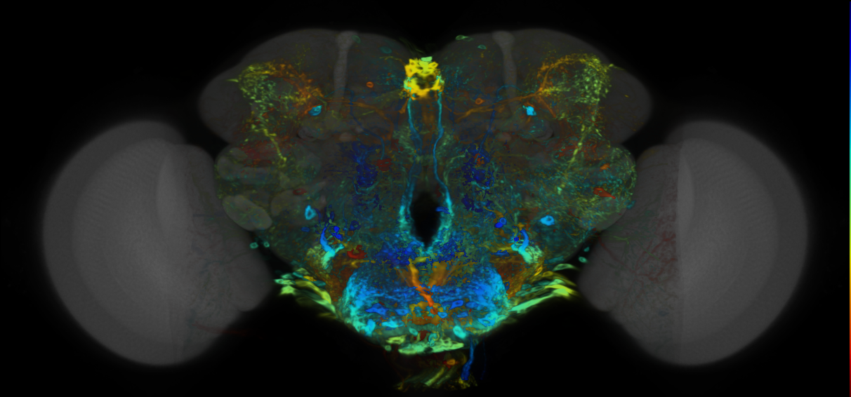 P{VT059223-GAL4} expression pattern
