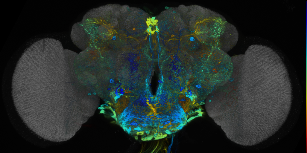 P{VT059223-GAL4} expression pattern