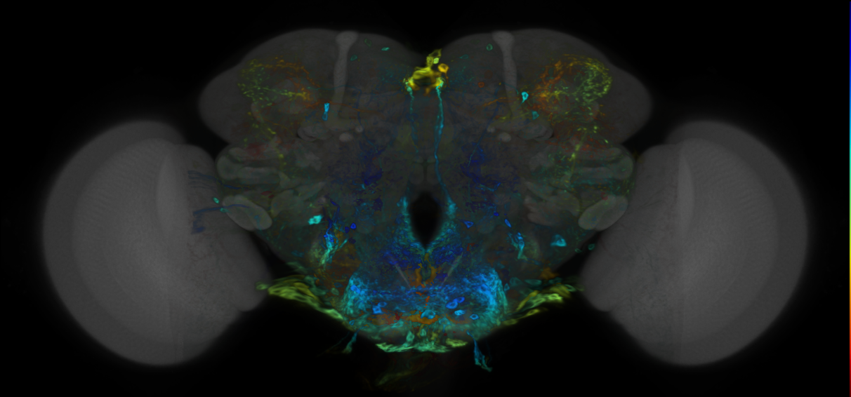 P{VT059223-GAL4} expression pattern