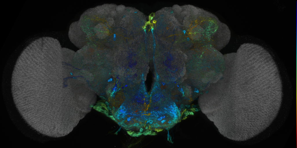 P{VT059223-GAL4} expression pattern