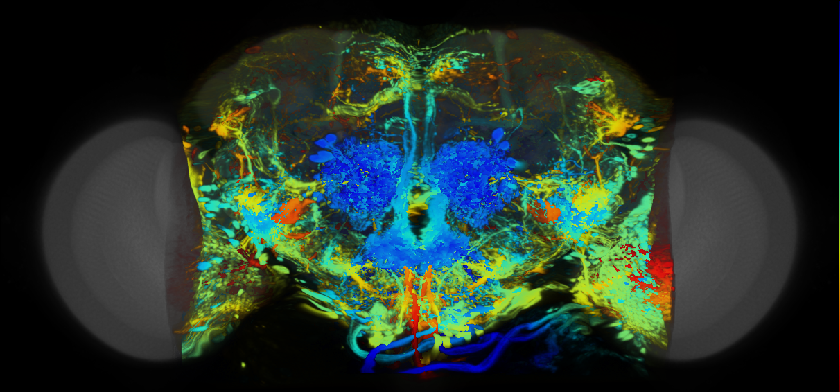P{VT059420-GAL4} expression pattern