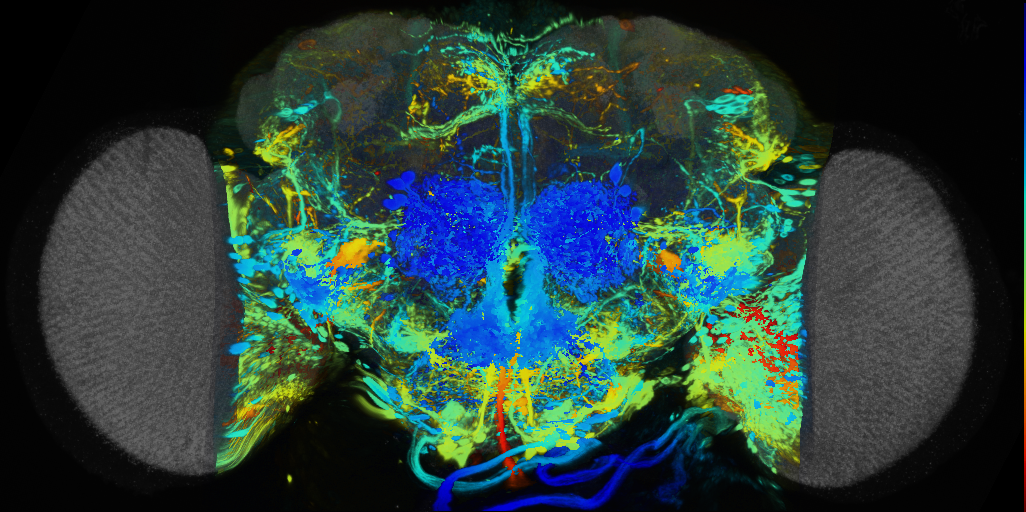 P{VT059420-GAL4} expression pattern