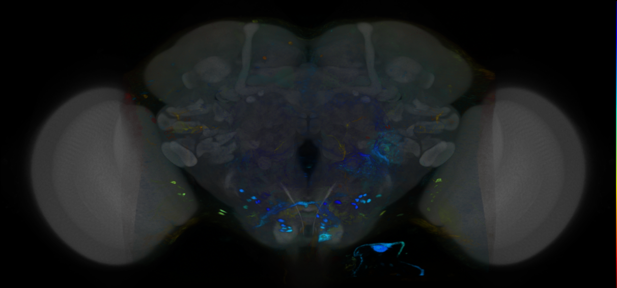 P{VT059428-GAL4} expression pattern