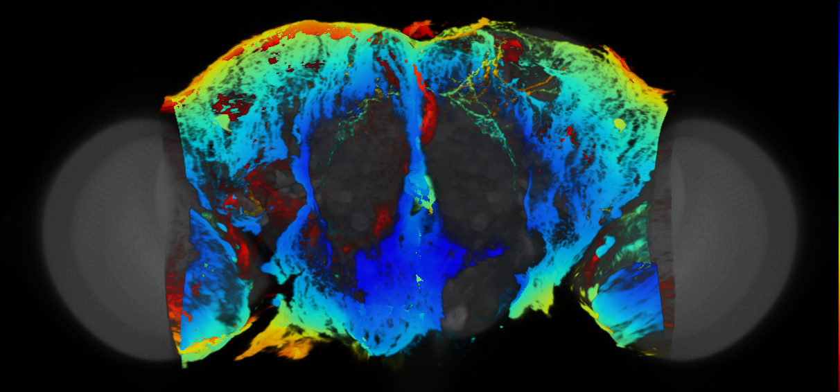 P{VT059440-GAL4} expression pattern