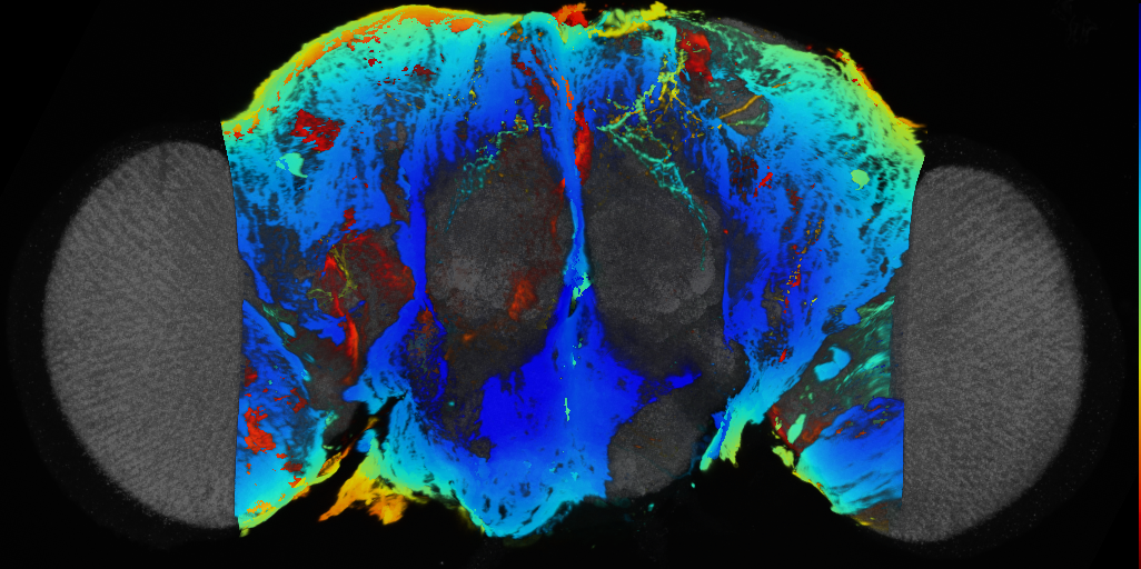 P{VT059440-GAL4} expression pattern
