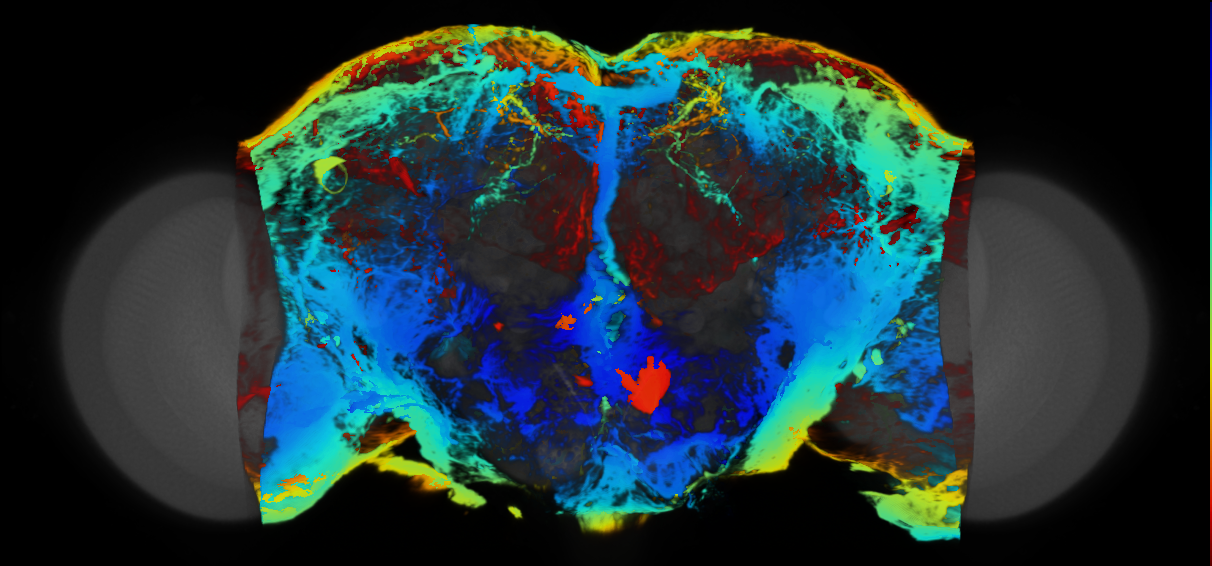 P{VT059440-GAL4} expression pattern