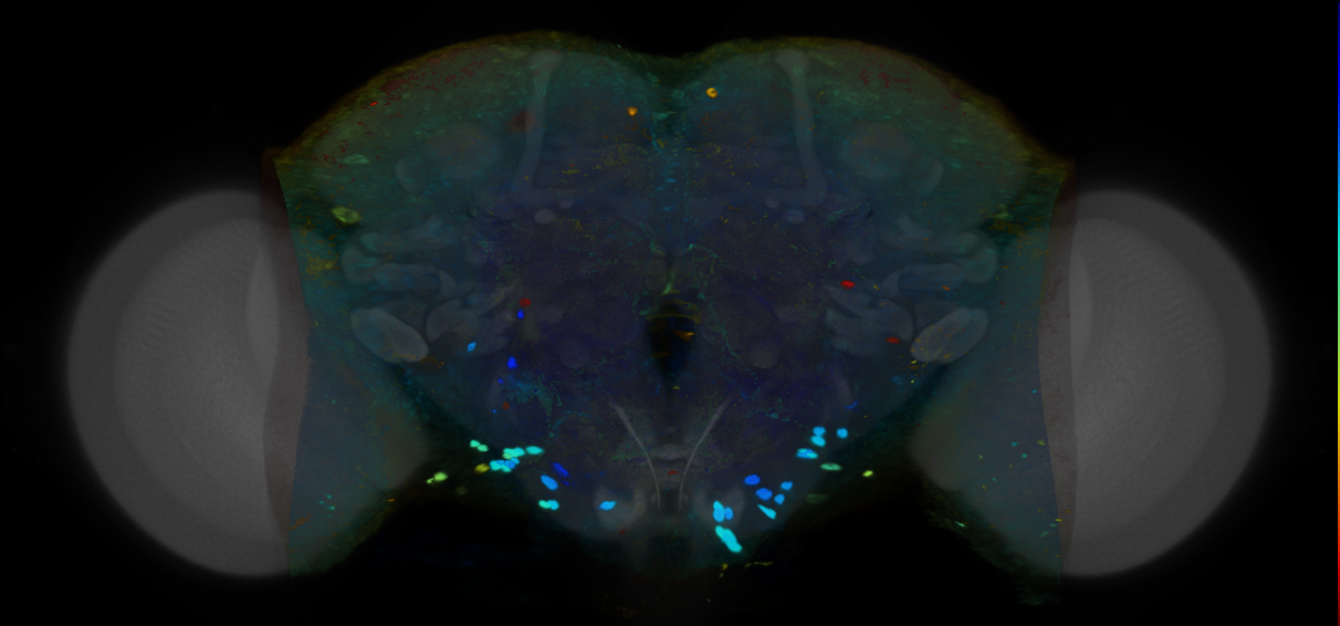 P{VT059443-GAL4} expression pattern