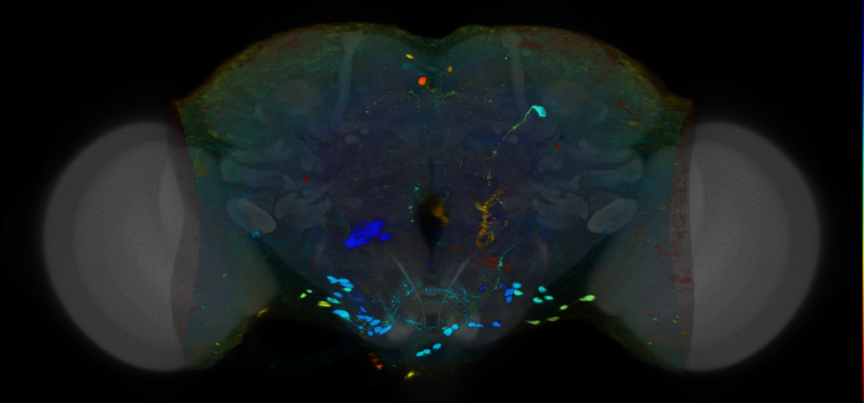 P{VT059443-GAL4} expression pattern