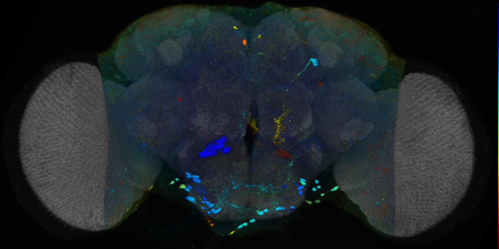 P{VT059443-GAL4} expression pattern