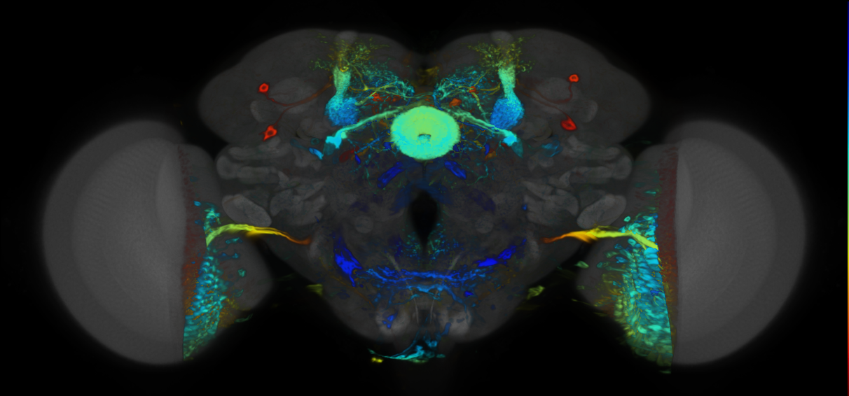 P{VT059453-GAL4} expression pattern