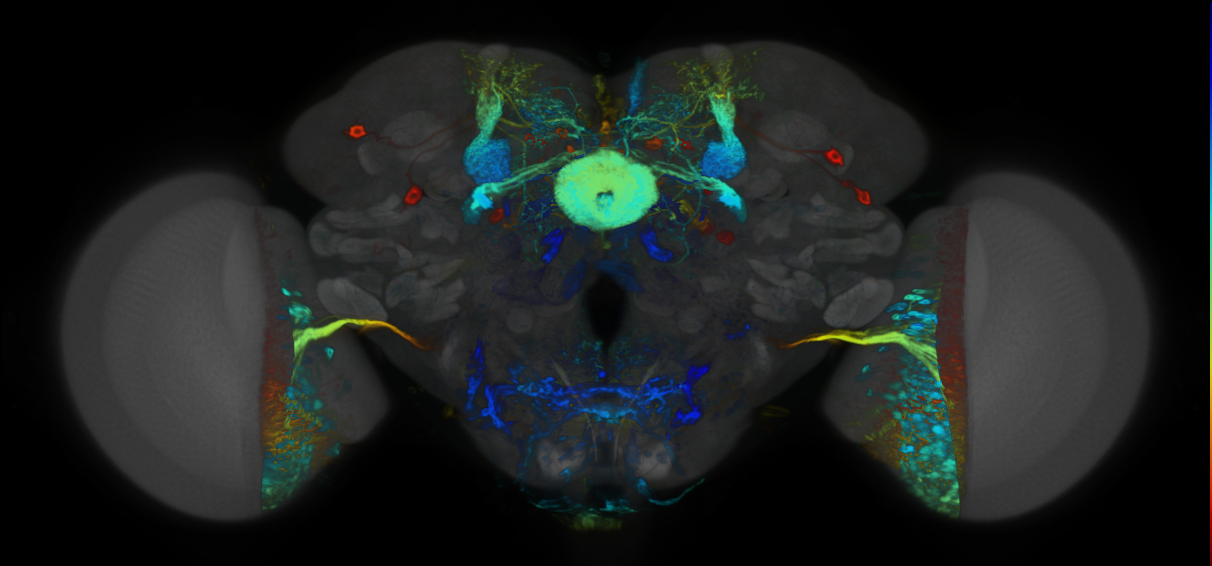 P{VT059453-GAL4} expression pattern