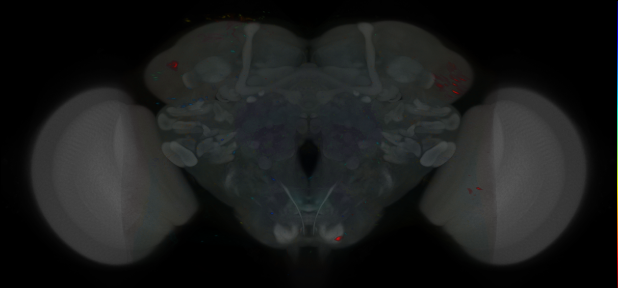 P{VT059688-GAL4} expression pattern