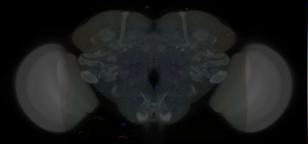 P{VT059688-GAL4} expression pattern