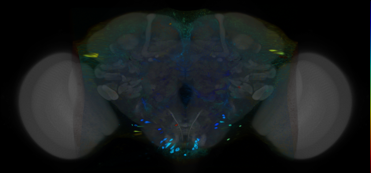 P{VT059690-GAL4} expression pattern