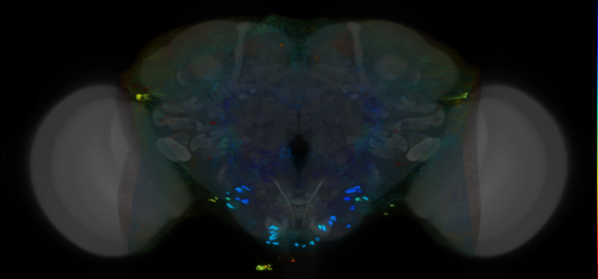 P{VT059690-GAL4} expression pattern
