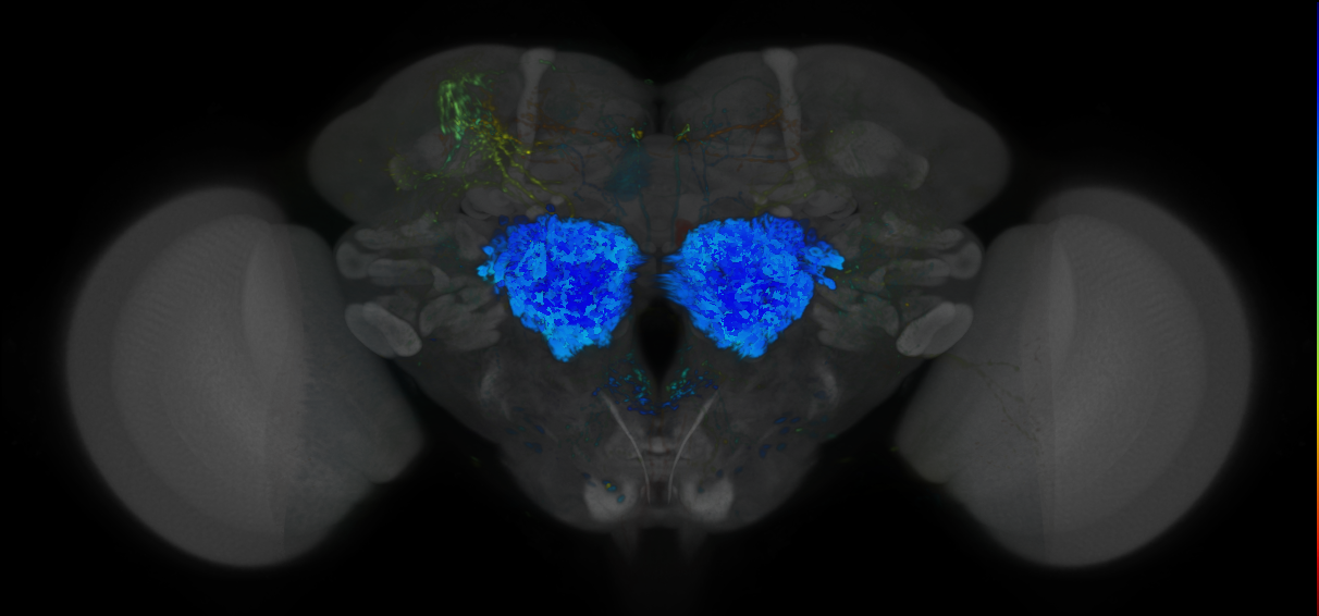 P{VT059695-GAL4} expression pattern