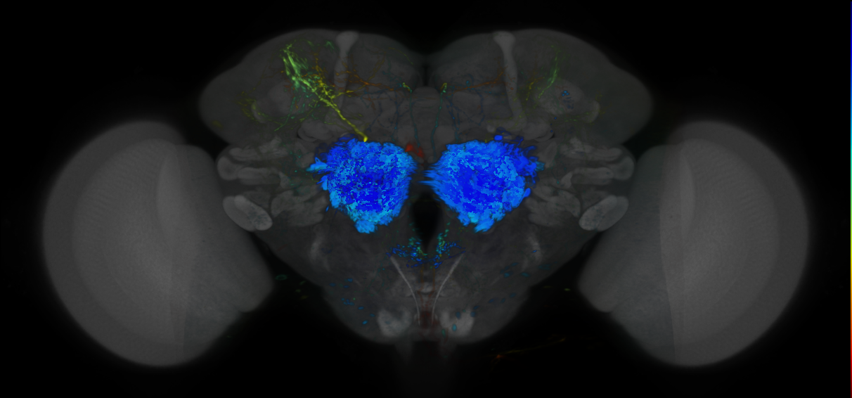 P{VT059695-GAL4} expression pattern