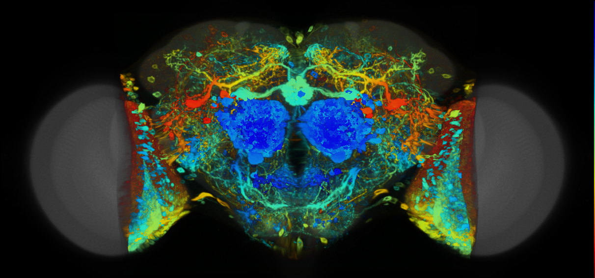 P{VT059745-GAL4} expression pattern