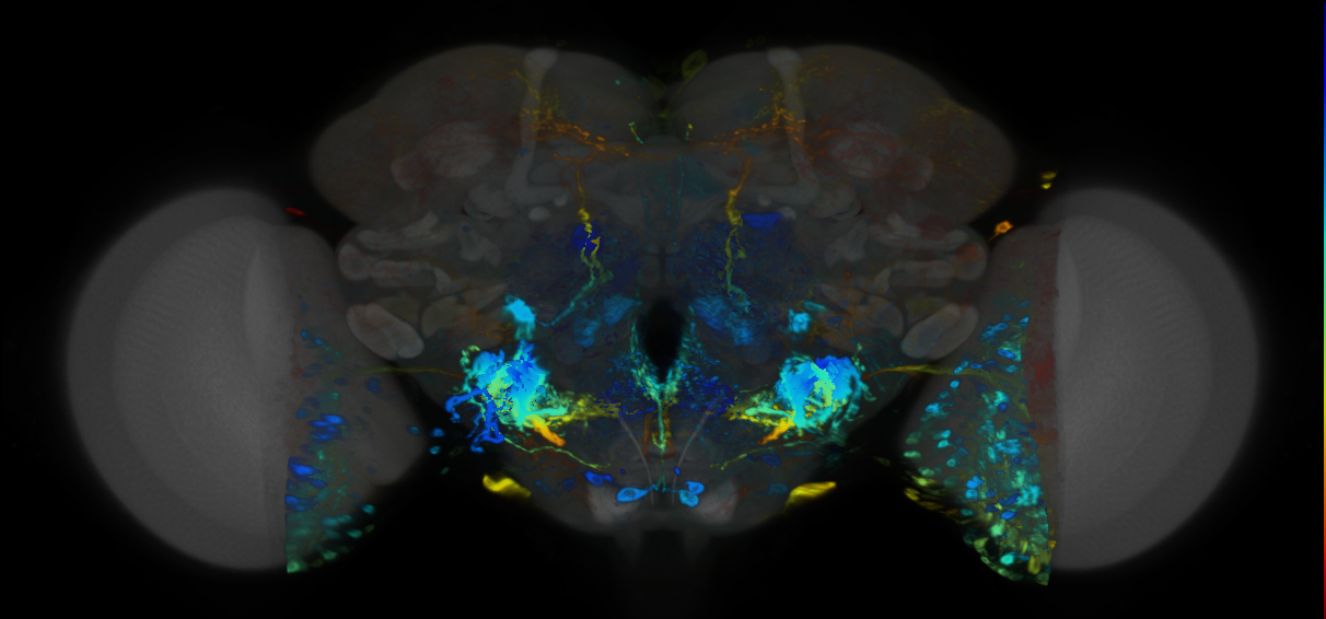 P{VT059796-GAL4} expression pattern