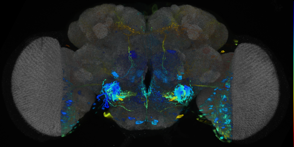 P{VT059796-GAL4} expression pattern