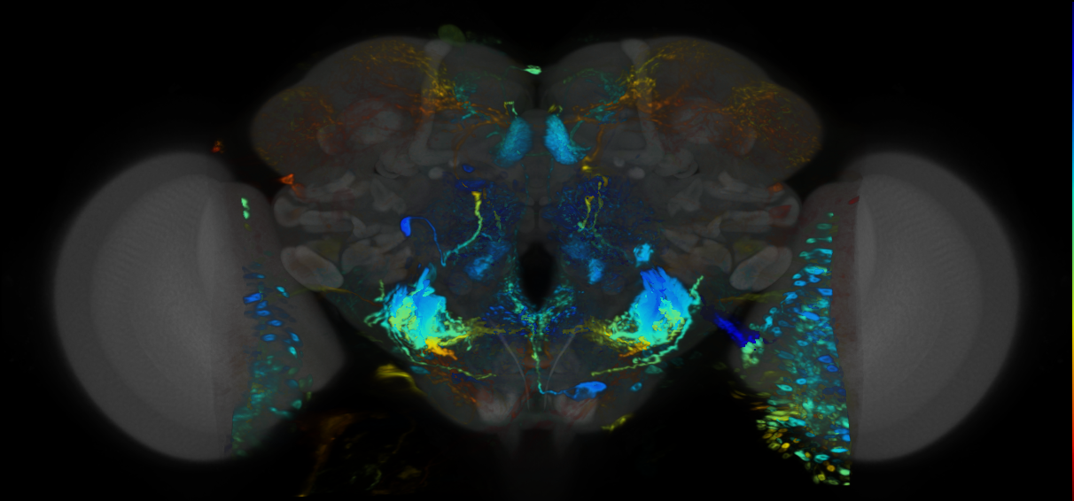 P{VT059796-GAL4} expression pattern