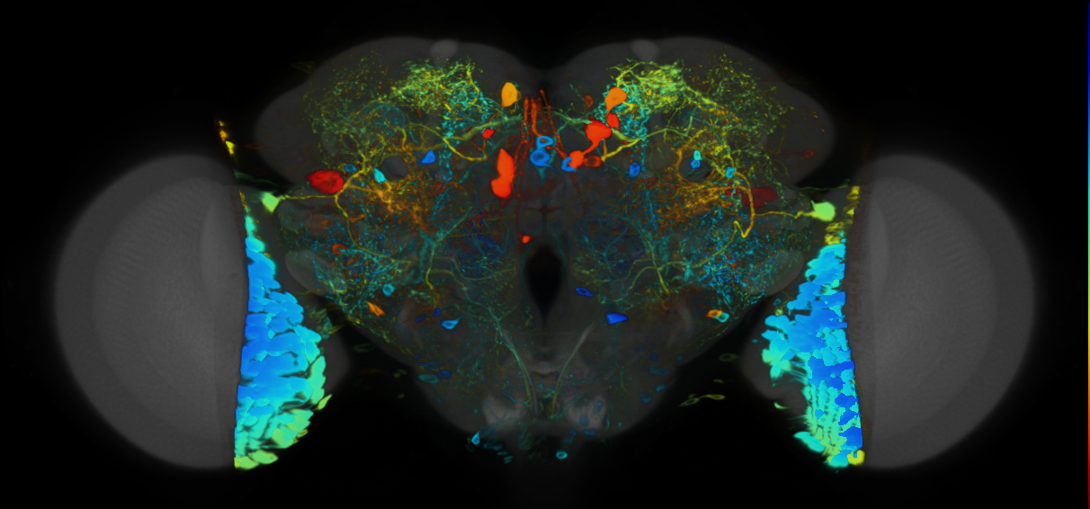 P{VT059881-GAL4} expression pattern