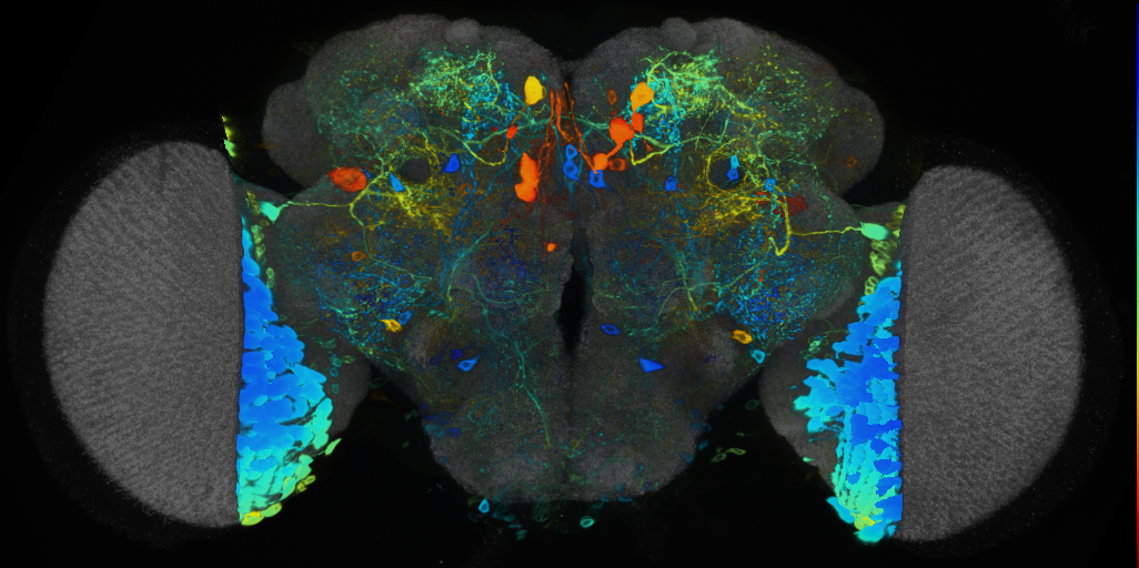 P{VT059881-GAL4} expression pattern