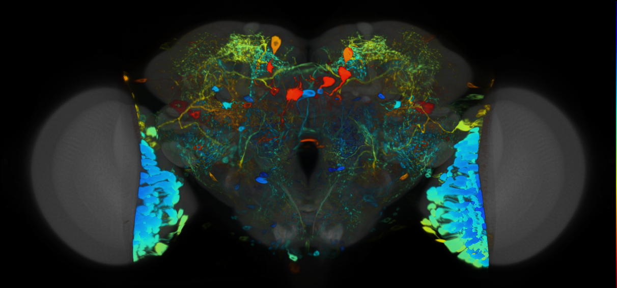 P{VT059881-GAL4} expression pattern