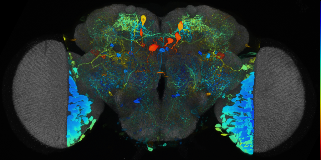 P{VT059881-GAL4} expression pattern