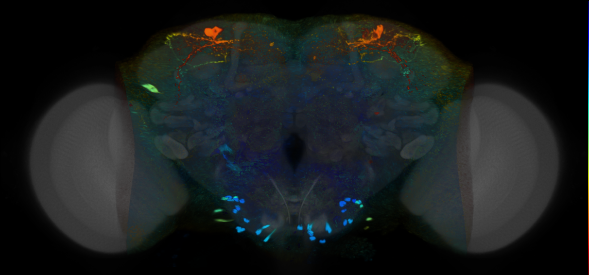 P{VT060080-GAL4} expression pattern