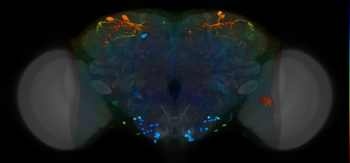 P{VT060080-GAL4} expression pattern