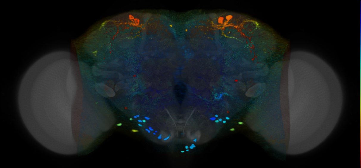 P{VT060080-GAL4} expression pattern