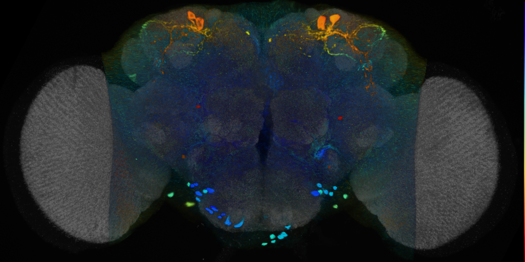 P{VT060080-GAL4} expression pattern