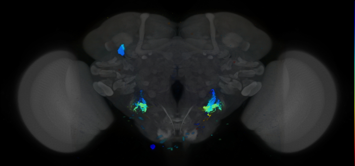 P{VT060195-GAL4} expression pattern