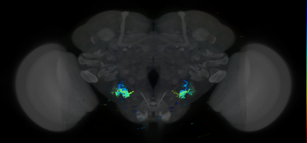 P{VT060195-GAL4} expression pattern