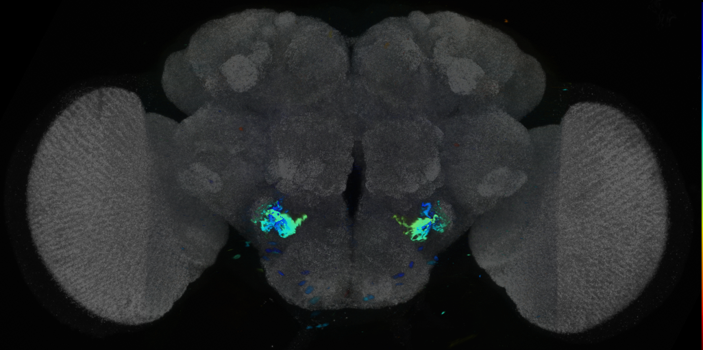 P{VT060195-GAL4} expression pattern