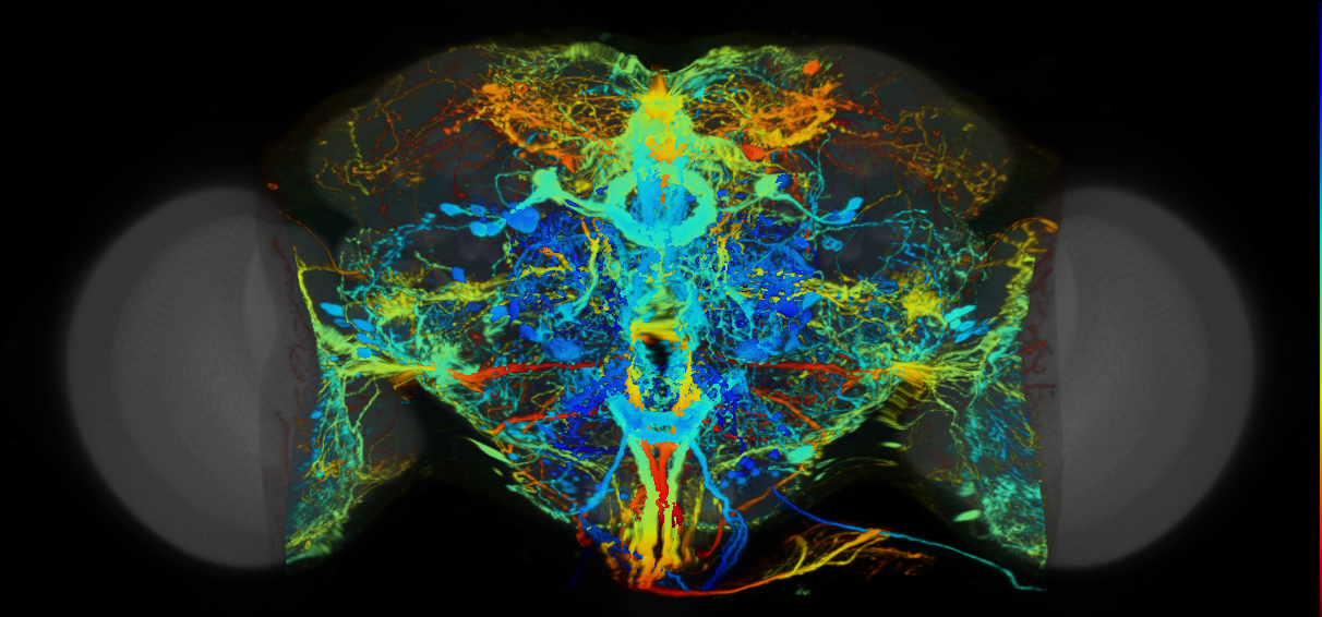 P{VT061206-GAL4} expression pattern