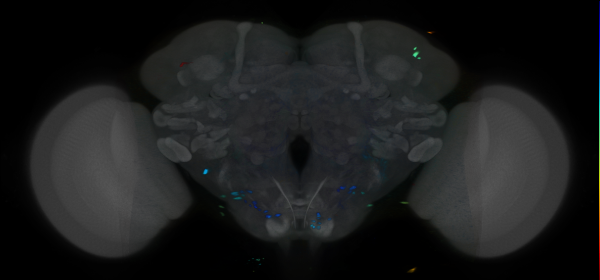 P{VT061209-GAL4} expression pattern