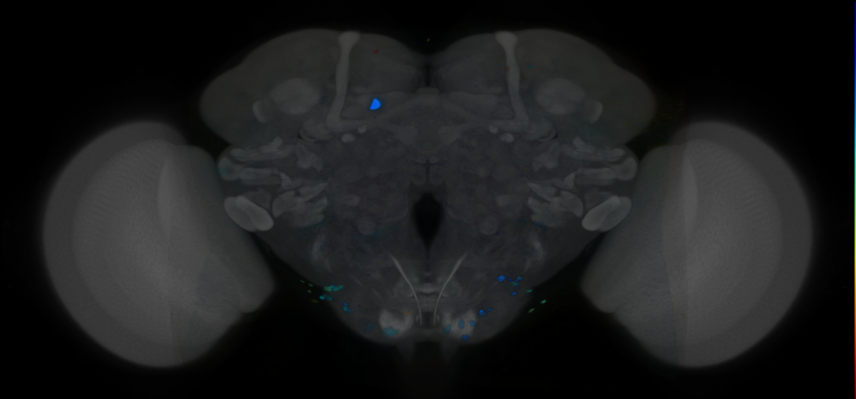 P{VT061209-GAL4} expression pattern