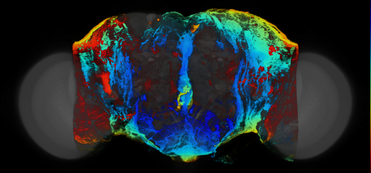 P{VT061377-GAL4} expression pattern