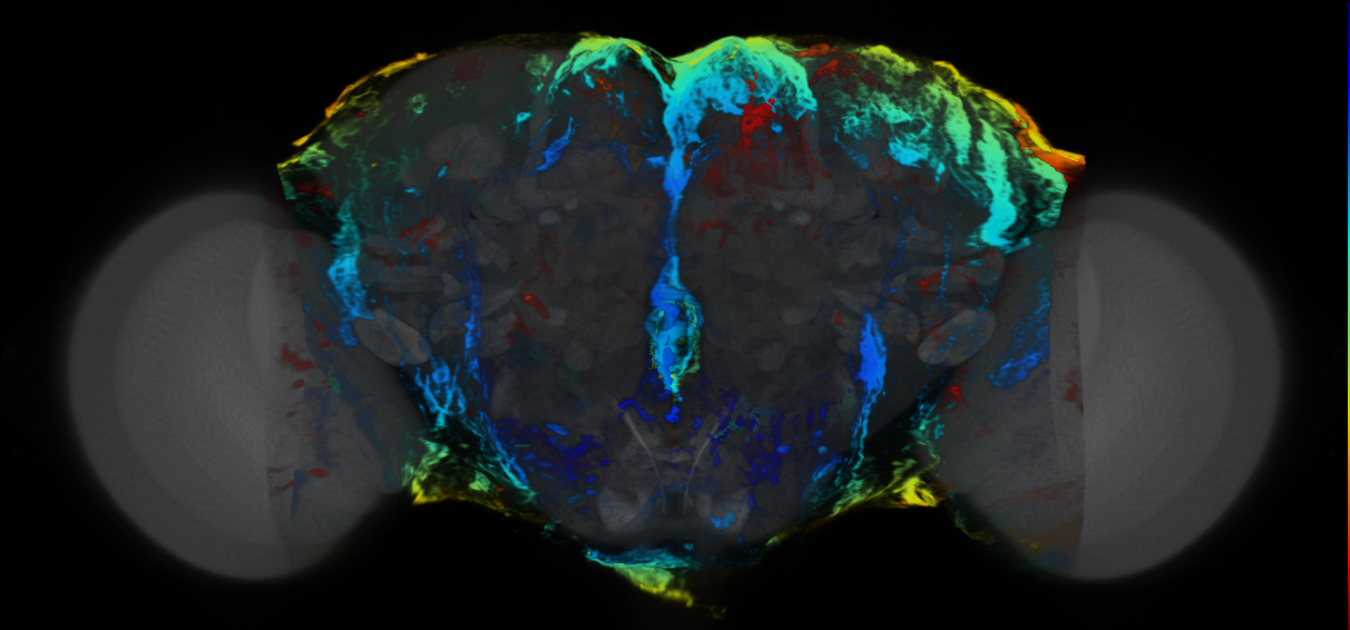 P{VT061377-GAL4} expression pattern