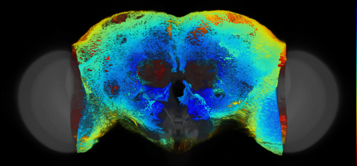 P{VT061380-GAL4} expression pattern