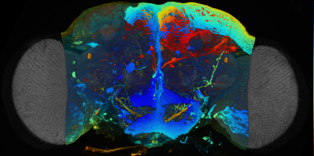 P{VT061460-GAL4} expression pattern